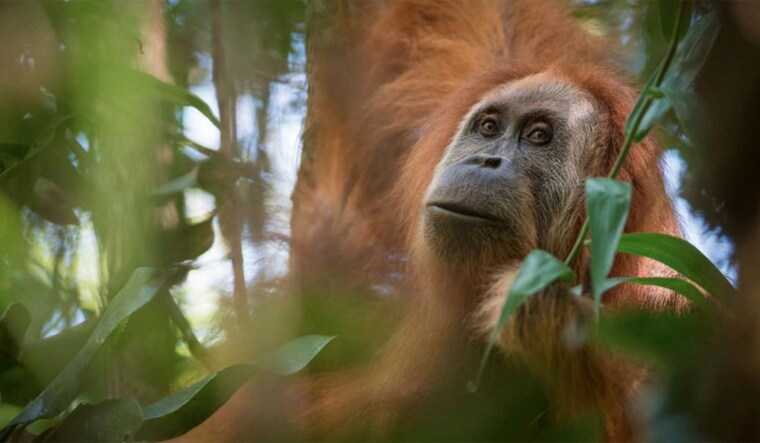 tapanuliensis-orangutan-indonesia-reu