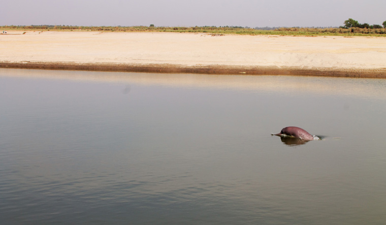 An Indus River Dolphin spotted in Dhunda | WWF-India