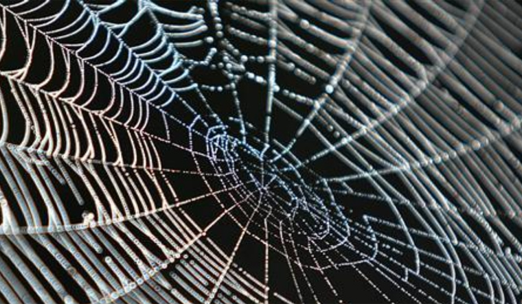 spider-silk-web-reu