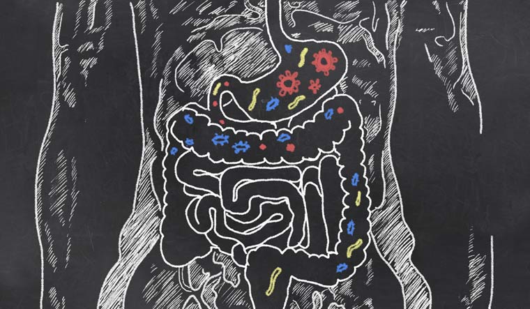 Intestines-with-Gut-Bacteria-on-Blackboard-shut