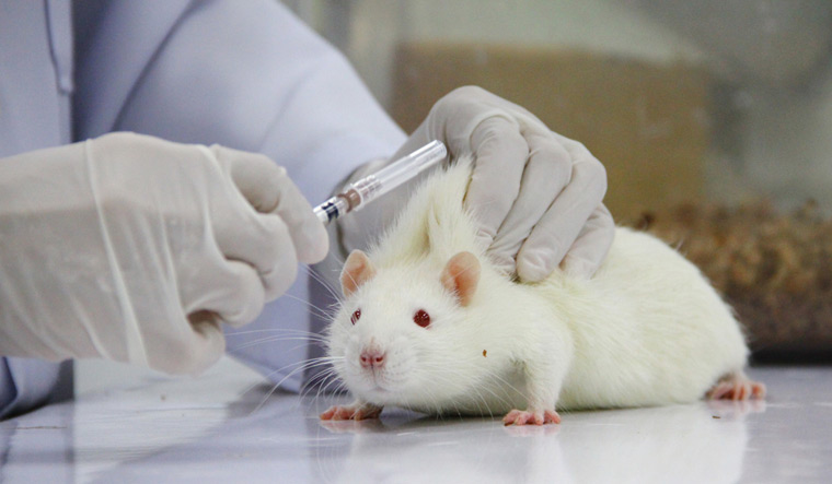 animal-experiments-testing-drug-research-mouse-shut