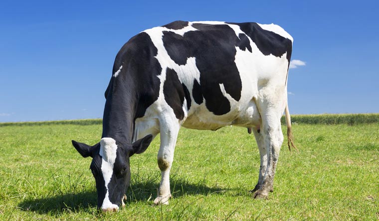 bovine-uk-cow-eat-grass-shut