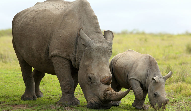 female-rhino-rhinoceros-calf-south-africa-shut