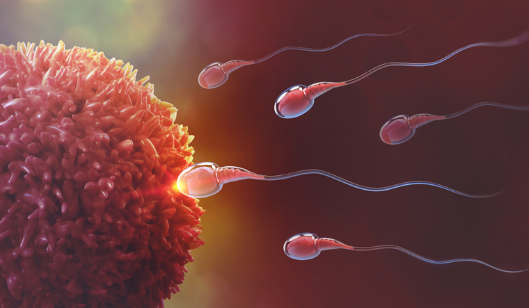 sperm-egg-fertilise-sex-baby-shut