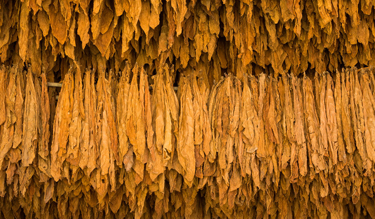 tobacco-plant-leaves-drying-smoking-shut