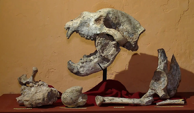 Remains of 700,000-year-old giant bear found in Argentina's San Pedro