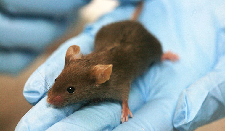 Scientists give 'night vision' to mice with the help of nanoparticles injections