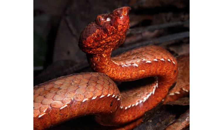 New species of pit viper with heat sensing system found in Arunachal Pradesh
