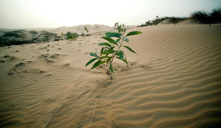Desertification rep