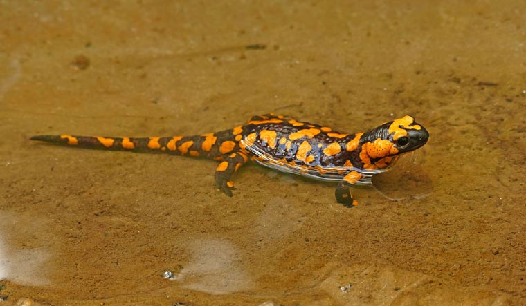Climate crisis could threaten survival of salamanders: Study