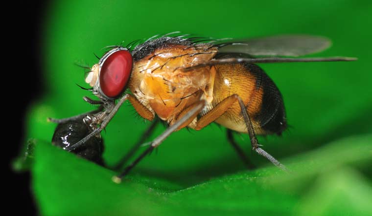fruit-fly