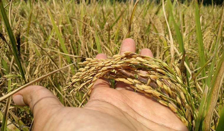 rice-grain-paddy-crop-VaranashiFarms