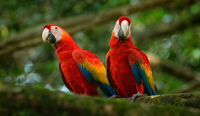 New study says tropical birds are more colourful - The Week