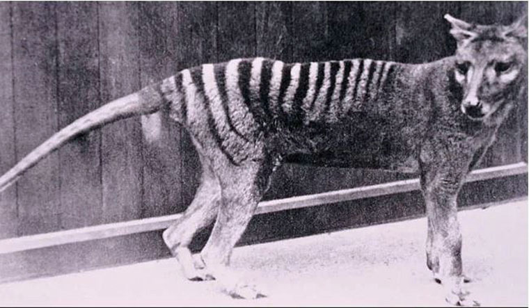 thylacinef