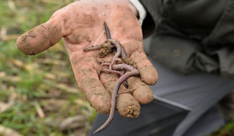 Earthworm burrows act as a channel for plant growth | AFP