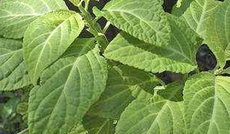 leaf-plant-membrane-divine-sage-reu