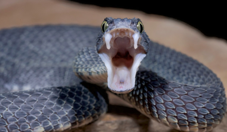 snake-Bush-Viper-mouth-showing-venom-fangs-shut