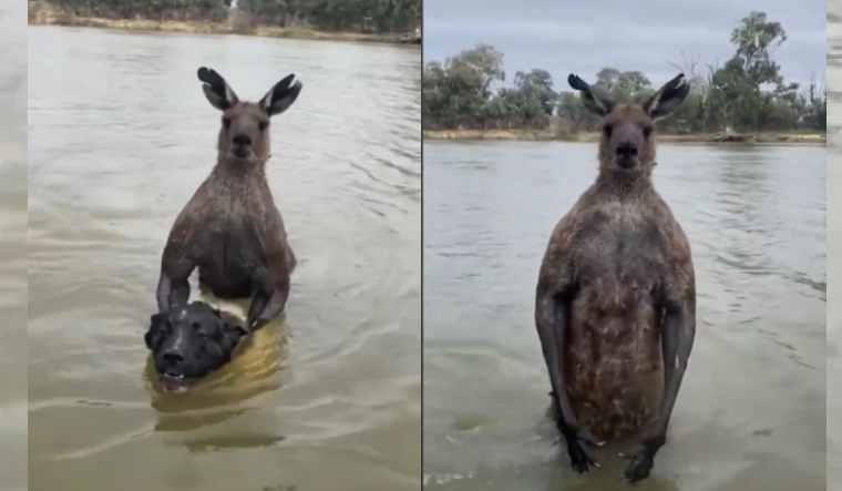 Let my dog go!': Viral video shows man fist-fighting kangaroo for trying to  'drown' pet in river - The Week