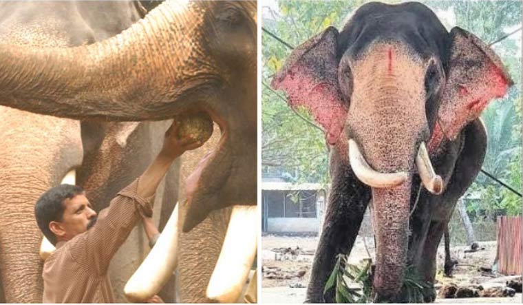 puthenkulam-modi-elephant