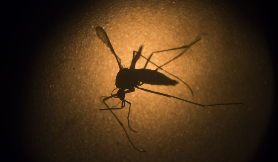 Zika-Virus-Mosquito