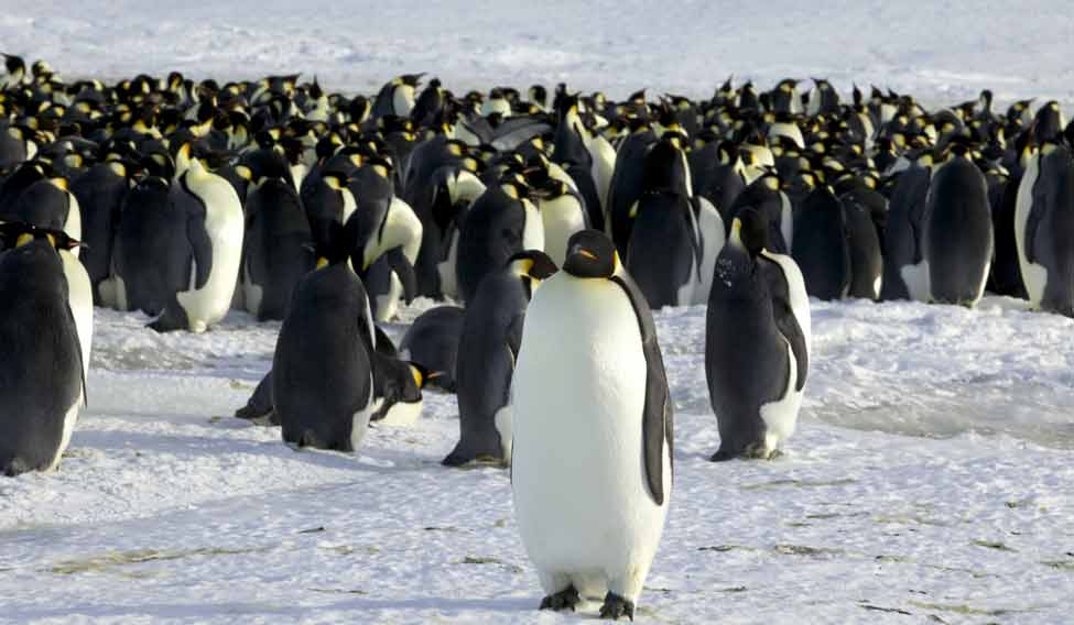 penguin-die-landlock