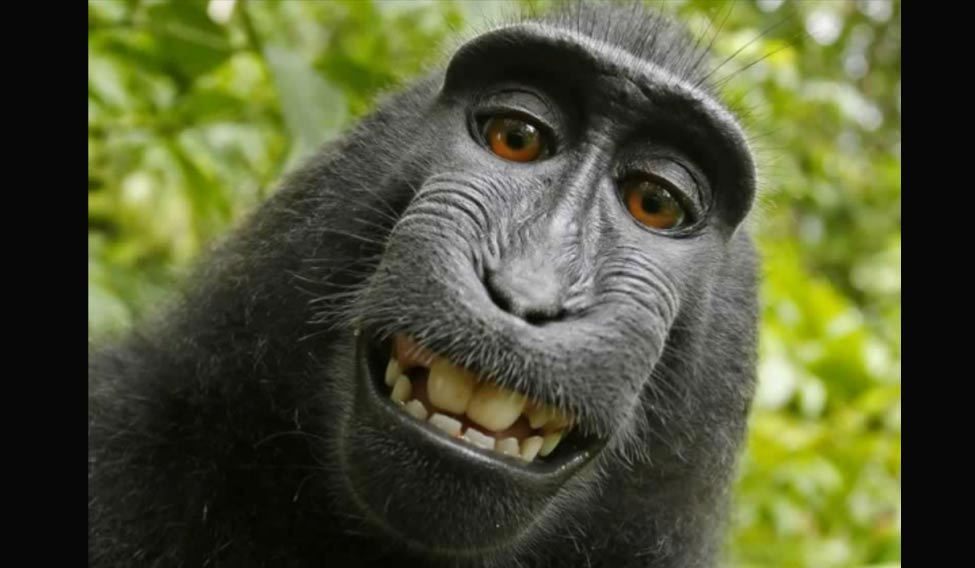 Monkey-Naruto-Selfie