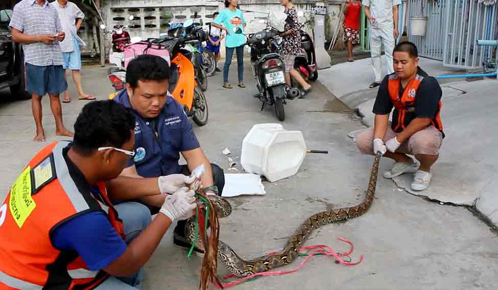 Thailand Snake Ordeal
