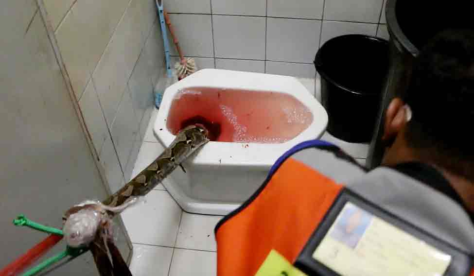 Thailand Toilet Ordeal