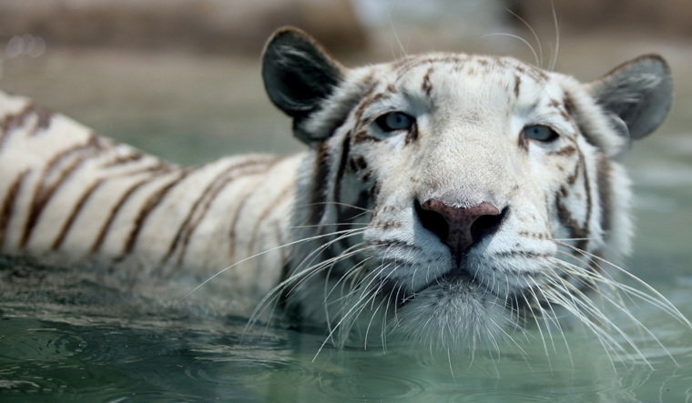 white-tiger-reuters