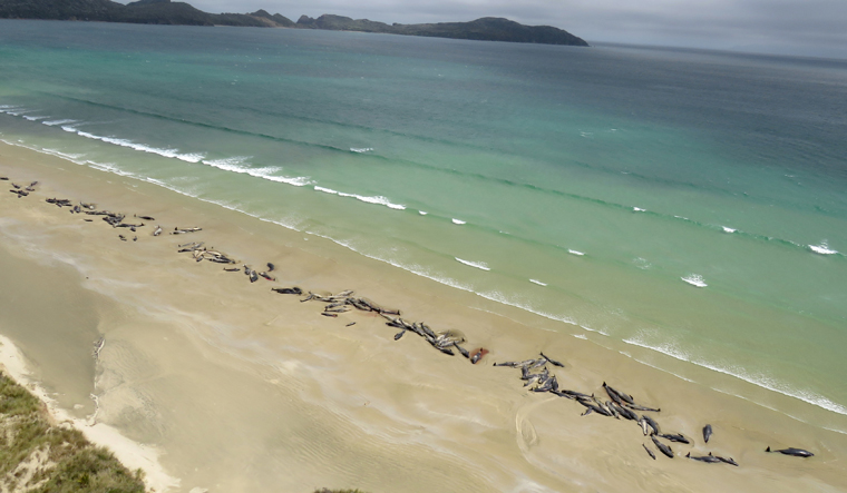 Almost 100 Pilot Whales Dead After Mass Stranding On Remote NZ Islands