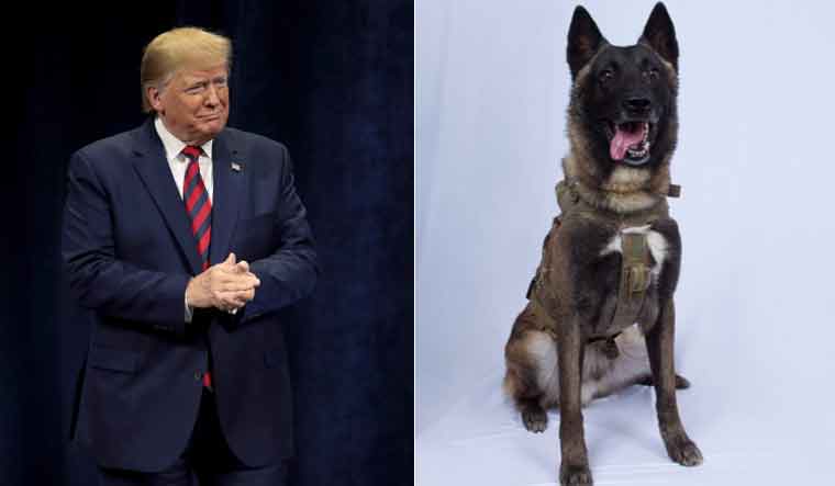 trump-dog