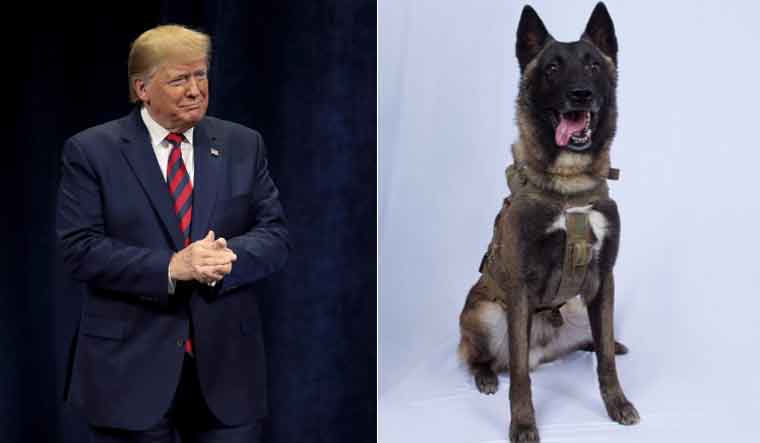 US President Donald Trump was all praises for the "beautiful dog" [right] that hunted down Baghdadi on Sunday | File