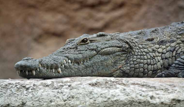 crocodile