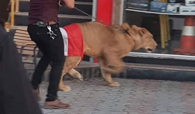 Images and a video of a lion in an Iraqi flag have been circulating on Twitter 