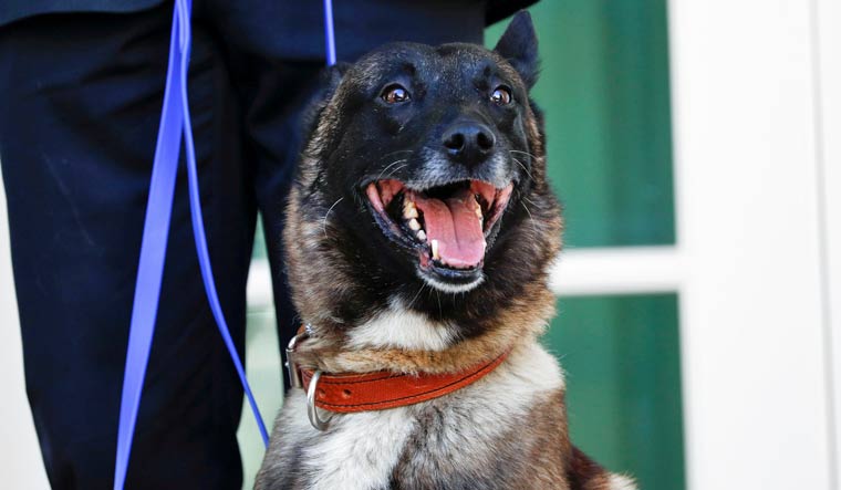 Conan, the US military dog that participated in and was injured in the US raid in Syria that killed ISIS leader Abu Bakr al-Baghdadi, stands on the colonnade of the West Wing of the White House for a photo opportunity with President Donald Trump | Reuters