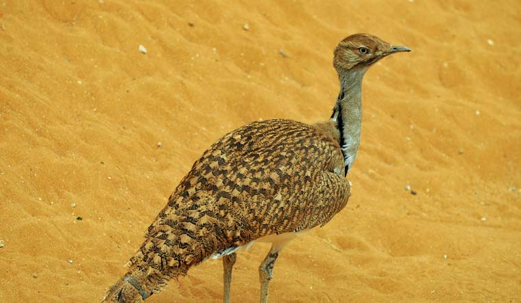 houbara_bustard