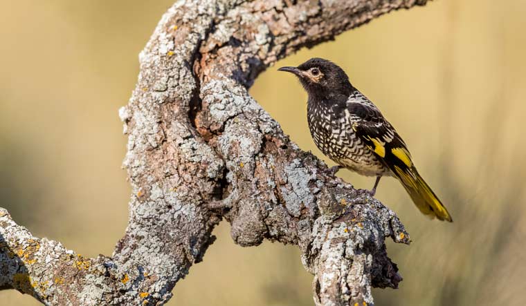 [File] A female regent honeyeater in Capertee National Park, New South Wales, Australia | AP