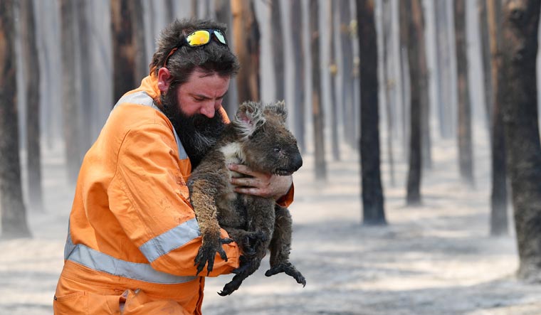 recused-koala-australia-bushfire-Reuters