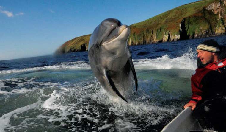 Fungie-dolphin-ireland