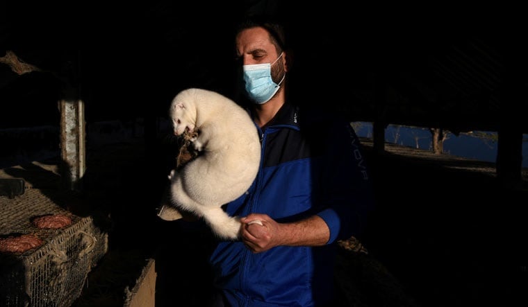 Representative of the Panhellenic association of fur animal breeders Konstantinos Chionos holds a mink in his farm in the village of Mikrokastro, Greece, November 14, 2020 | REUTERS/Alexandros Avramidis
