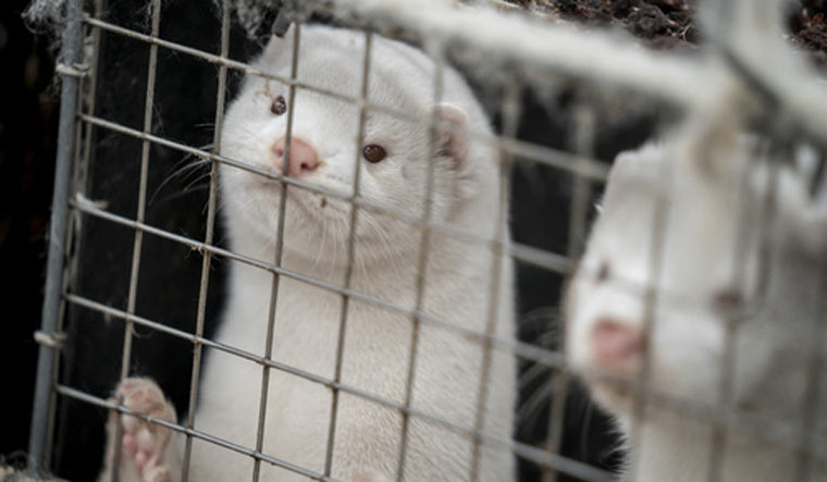 Henrik Nordgaard Hansen and Ann-Mona Kulsoe Larsen kill their herd, which consists of 3000 mother minks and their cubs, on their farm near Naestved, Denmark, Friday Nov. 2020. More than a quarter million Danes have gone into lockdown in a northern region of the country where a mutated variation of the coronavirus has infected minks being farmed for their fur, leading to an order to kill millions of the animals | Mads Claus Rasmussen/Ritzau Scanpix via AP
