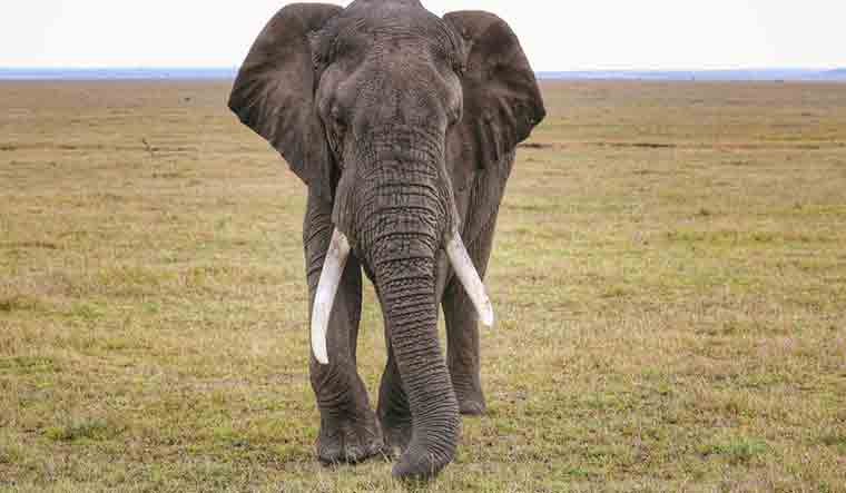 afrrican-elephant