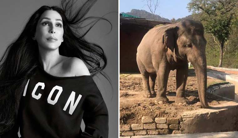 Singer Cher helped play up the movement to relocate the elephant 'Kaavan' from the Islamabad Public Zoo | Images via Twitter handles of Cher, Friends of Islamabad Zoo