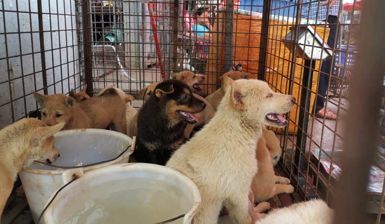 Dogs are seen in a cage at a dog meat market in Yulin, Guangxi Zhuang Autonomous Region, China June 2020 in this handout provided on June 22, 2020 | Humane Society International/Handout via REUTERS