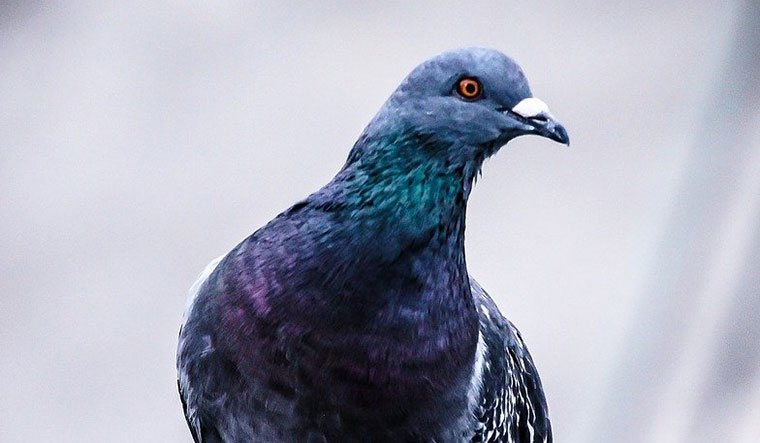 Australia to kill pigeon that crossed Pacific from Oregon - The Week