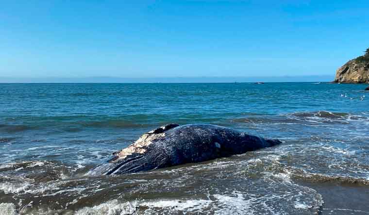 San Francisco-Dead Whales