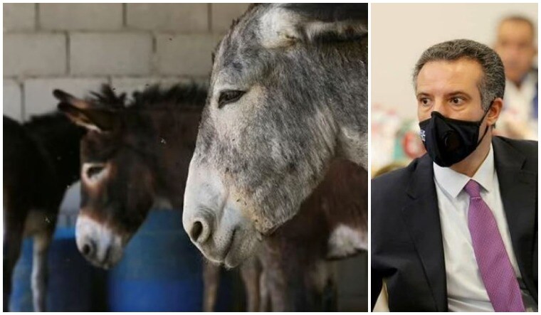 L-R: Donkeys at a stable in Petra, Jordan | AFP; Tourism Minister Nayef Fayez | Twitter