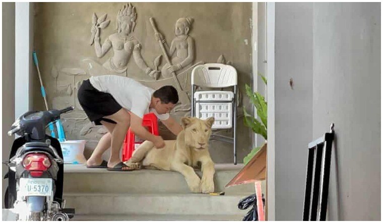 The lion was rescued from a villa in Phnom Penh | Cambodia ministry of environment