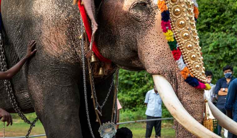 elephant-ceremonial-onam-ap
