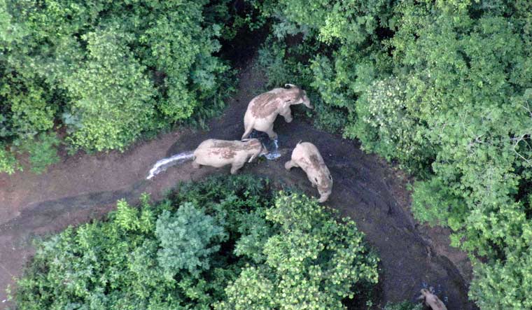 Migrating herd of wild Asian elephants in southwest China's Yunnan province. The group left its home range far south near the Thai border some 16 months ago for a grand food tour across rich farmland bursting with corn, sugarcane, bananas and dragon-fruit in southeastern Yunnan province | Yunnan Forest Brigade